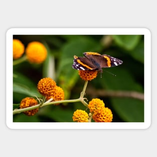 Beautiful Butterfly basking on Buddleia bush. Sticker